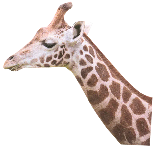 It's a Giraffe. Careful or she'll eat your socks.