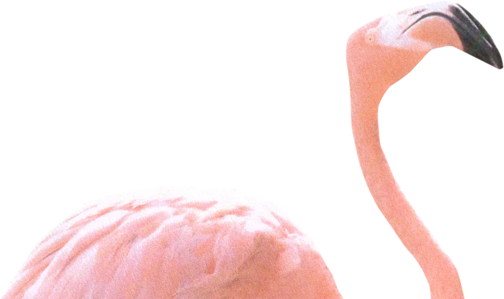 It's a Flamingo, but it's missing its bottom half. Don't look to closely.